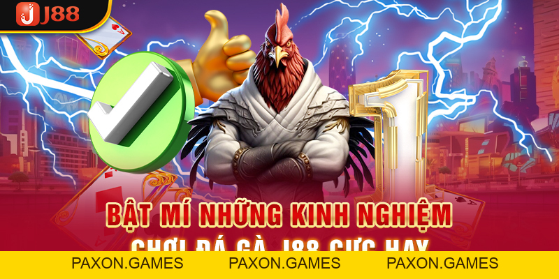 Trải Nghiệm Đá Gà J88 Và Rinh Về Phần Thưởng Cực Khủng - Paxon