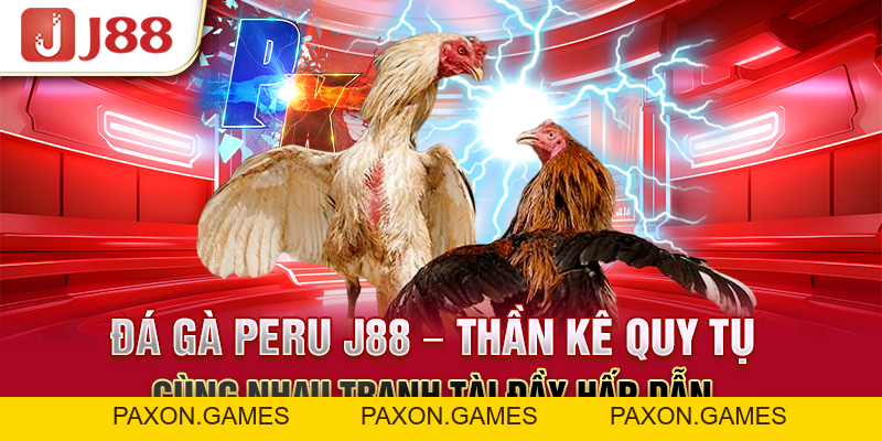 Đá Gà Peru J88 - Thần Kê Quy Tụ Cùng Nhau Tranh Tài Hấp Dẫn - Paxon