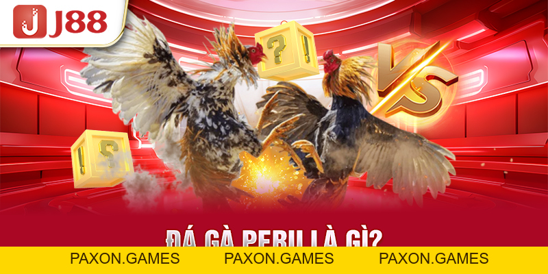 Đá Gà Peru J88 - Thần Kê Quy Tụ Cùng Nhau Tranh Tài Hấp Dẫn - Paxon