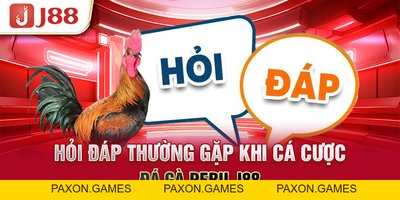 Đá Gà Peru J88 - Thần Kê Quy Tụ Cùng Nhau Tranh Tài Hấp Dẫn - Paxon