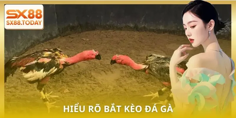 Hướng Dẫn Bắt Kèo Đá Gà Từ A–Z Dành Cho Người Muốn Thắng - Paxon