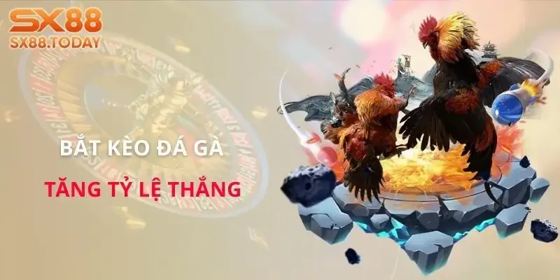 Đá Gà SX8 | Bí Kíp Chọn Chiến Kê Để Không Rơi Vào Bẫy - Paxon