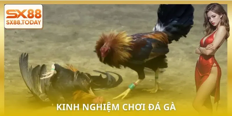 Đá Gà Cựa Dao | 3 Kinh Nghiệm Thực Chiến Được Chia Sẻ - Paxon