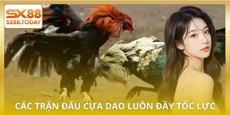 Đá Gà Cựa Dao | 3 Kinh Nghiệm Thực Chiến Được Chia Sẻ - Paxon