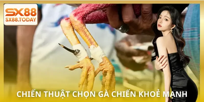 Đá Gà Cựa Sắt - Luật Chơi Và Cách Chọn Chiến Kê Cao Thủ Dùng - Paxon
