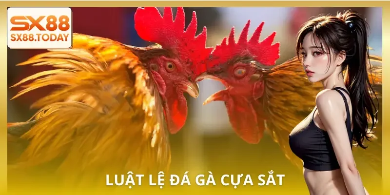 Đá Gà Cựa Sắt - Luật Chơi Và Cách Chọn Chiến Kê Cao Thủ Dùng - Paxon