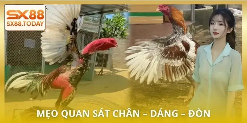 Đá Gà Đòn Chi Tiết | Luật, Hạng Chiến Kê và Cách Bắt Kèo - Paxon