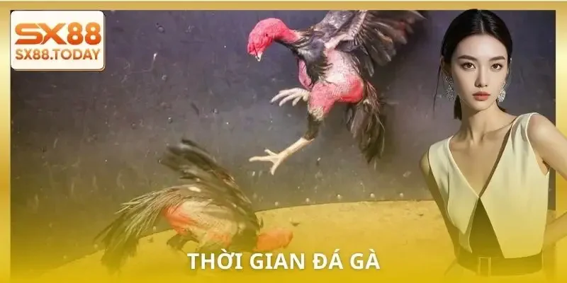 Đá Gà Đòn Chi Tiết | Luật, Hạng Chiến Kê và Cách Bắt Kèo - Paxon