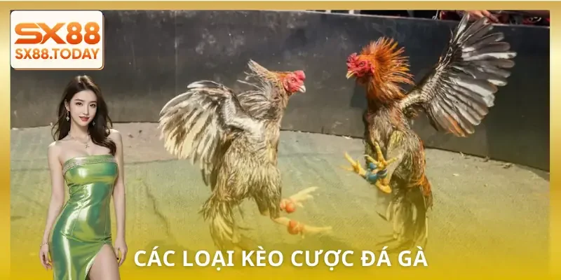Đá Gà SX8 | Bí Kíp Chọn Chiến Kê Để Không Rơi Vào Bẫy - Paxon