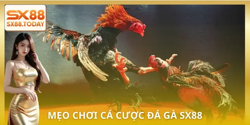 Đá Gà SX8 | Bí Kíp Chọn Chiến Kê Để Không Rơi Vào Bẫy - Paxon