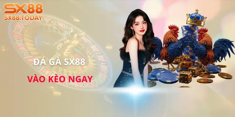 Đá Gà SX8 | Bí Kíp Chọn Chiến Kê Để Không Rơi Vào Bẫy - Paxon