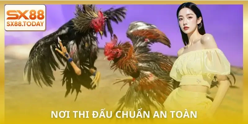 5 Trường Gà Hợp Pháp Dành Cho Bet Thủ Muốn Chơi An Toàn - Paxon