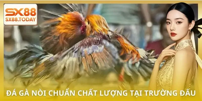 5 Trường Gà Hợp Pháp Dành Cho Bet Thủ Muốn Chơi An Toàn - Paxon