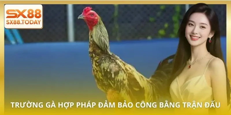 5 Trường Gà Hợp Pháp Dành Cho Bet Thủ Muốn Chơi An Toàn - Paxon
