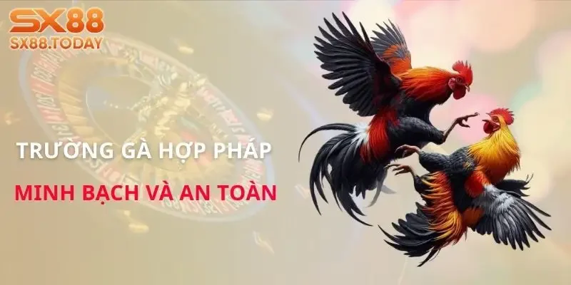 Đá Gà SX8 | Bí Kíp Chọn Chiến Kê Để Không Rơi Vào Bẫy - Paxon